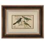  Rainforest Birds Lithograph. Goldsmith. 1875.