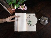 1816  The Linnaean System Of Botany, R. Duppa. 1st