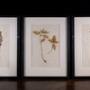Set Of Three Botanical Specimens, 19th Century
