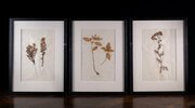 Set Of Three Botanical Specimens, 19th Century