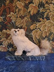 Antique Taxidermy Pekingese Dog