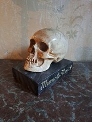 Antique Plaster Skull