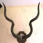 Kudu Horns Mounted on Shield Backplate