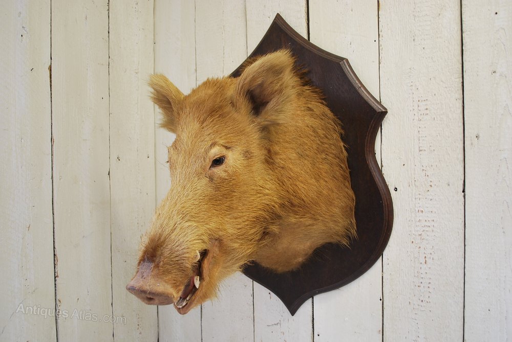 Antiques Atlas Rare Ginger Wild Boar Trophy