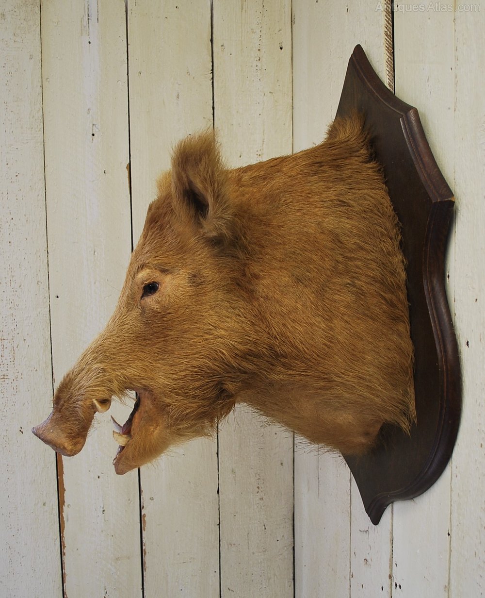 Antiques Atlas Rare Ginger Wild Boar Trophy