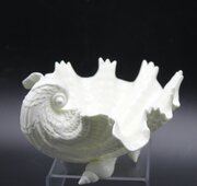 Royal Worcester Shell Dish, C1950 