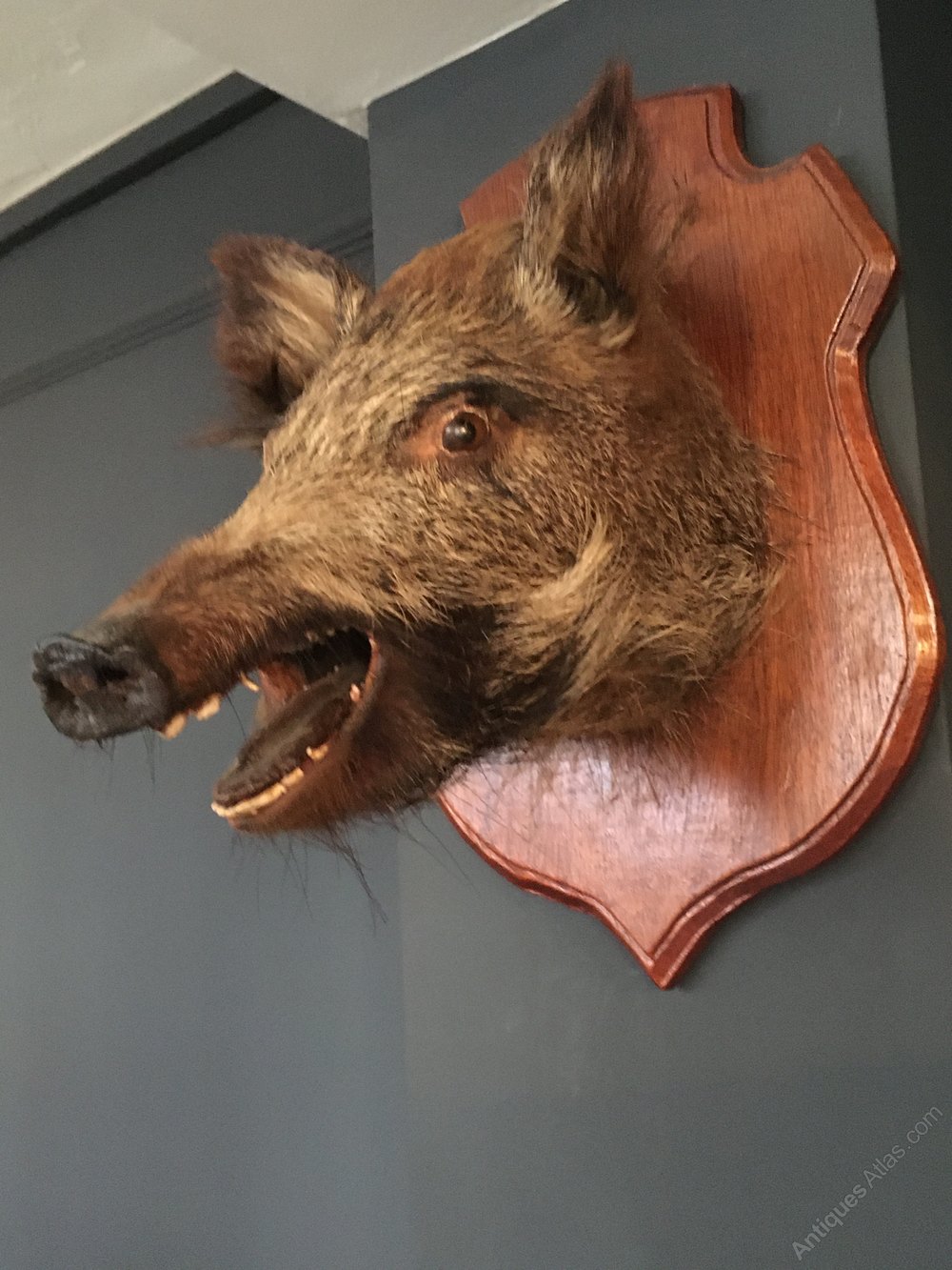 Antiques Atlas - Vintage Taxidermy Mounted Boars Head