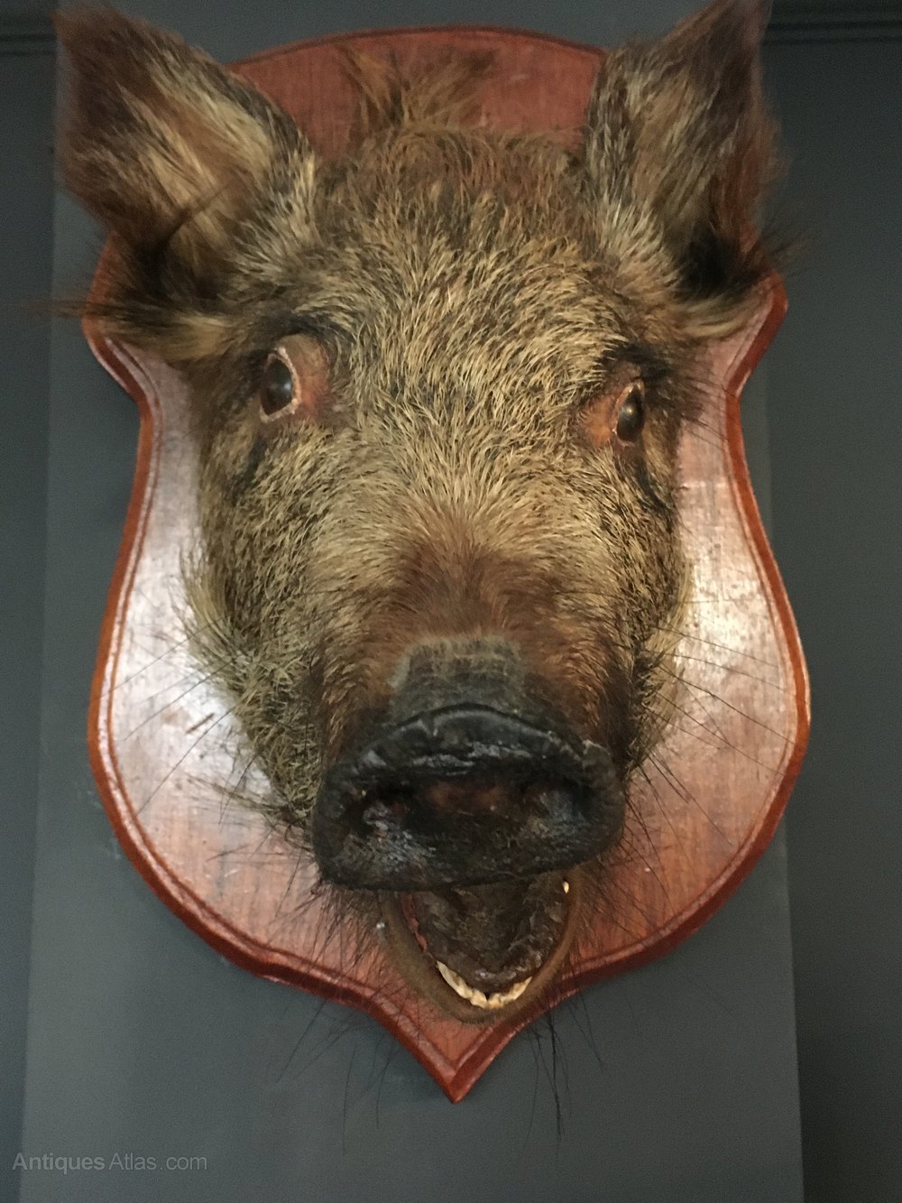 Antiques Atlas - Vintage Taxidermy Mounted Boars Head