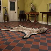  Man Eating Leopard ‘Moon’ By Van Ingen Of Mysore’