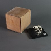 Skeleton Of A Frog By T Gerrard & Co Ltd
