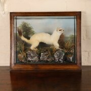 Taxidermy- Stuffed Ermine By H Murray & Son