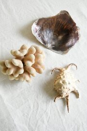 Decorative Coral & Shells