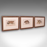 3 Antique Big Cat Illustrations English Framed
