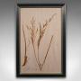 Antique  Set Of 6 Botanists Specimens