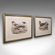 Pair Of Antique Duck Pictures, Framed Wildlife Art