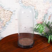 Tall Antique Victorian Taxidermy Dome, English