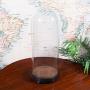 Tall Victorian Antique Specimen Showcase Dome