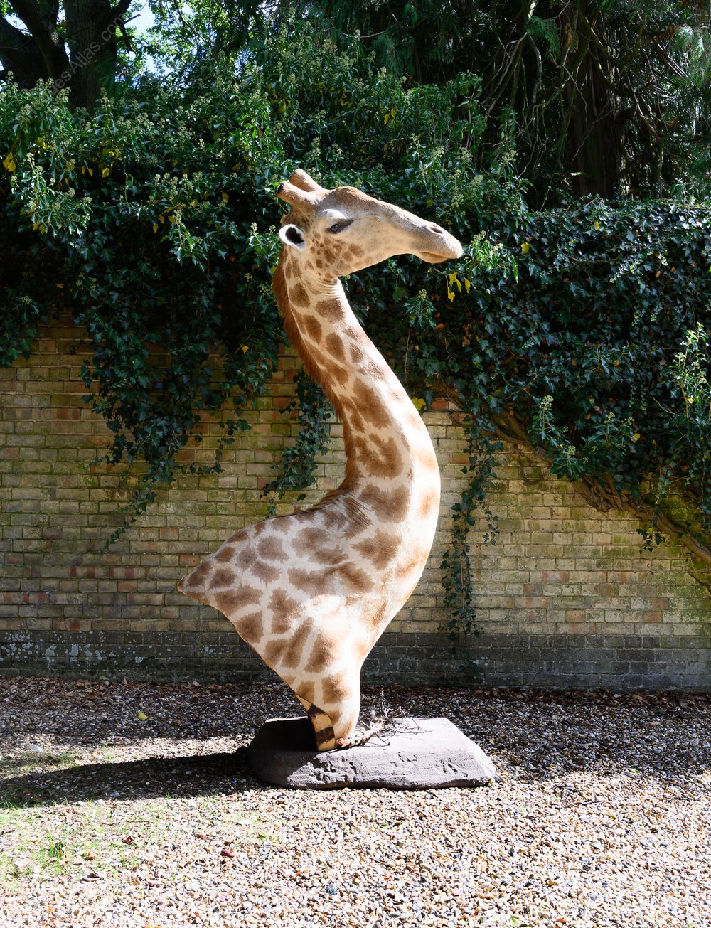 Antiques Atlas Rare Taxidermy African Bull Giraffe 2.75m High