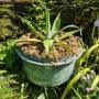 Huge French Copper Pot (Garden Planter)