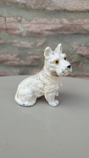 “Westie” (West Highland Terrier)
