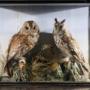 Tawny Owl & Long Eared Owl in Naturalistic Setting