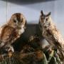 owl  long eared owl