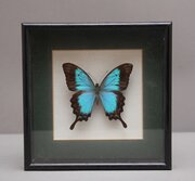 Early 20th Century Framed Sea Green Swallowtail Butterfly