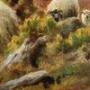 Highland  Sheep