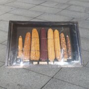 Cased Corn On The Cob Specimens