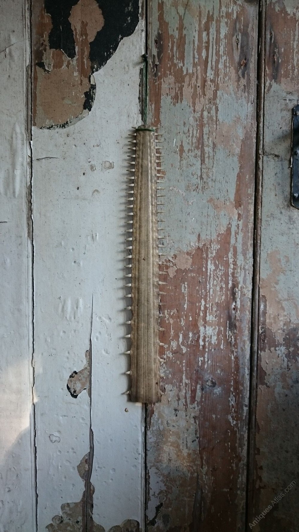 Antiques Atlas - Saw Fish Rostrum