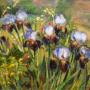 irises