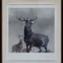 After Edwin Landseer – “The King of the Forest