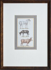 Original Animal Watercolours Circa 1830 