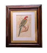 19th Century Watercolour Painting Rosella Parrot A