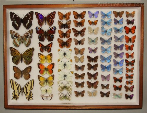 Antique_Butterfly_Specimen_Cas