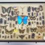 Antique Butterfly and Insect Specimens Collection