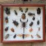 Antique Case of Beetle Specimen Entomology