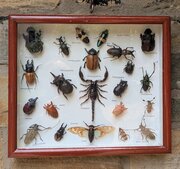 Antique Case Of Beetle Specimen Entomology