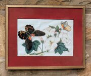 Antique Chinese Watercolour Painting Butterflies A