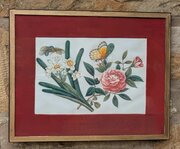 Antique Chinese Watercolour Painting Butterflies A
