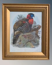 Antique Coloured Bird Lithograph Western Tragopan