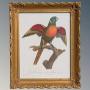 Antique Coloured Lithograph Parrot Perruce A Faced parrot 
