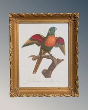 Antique Coloured Lithograph Parrot Perruce A Faced Parrot 