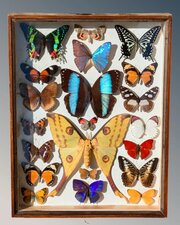 Beautiful Butterfly Tropical Display Cased Collect