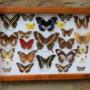 Cased Butterfly Collection