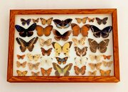 Cased Collection Of Butterflies Tropical Specimens