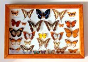 Collection Tropical Butterflies Glazed Case