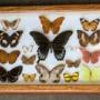 Colourful Tropical Butterfly Specimens  No 1