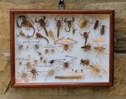 Fabulous Insect Display Cased, Camel Spiders And S