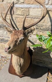 Good 19th Century Taxidermy Stags Head
